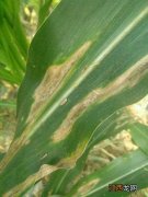 玉米穗期的主要害虫，分别如何防治