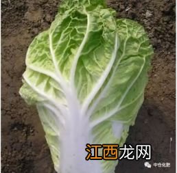 大白菜烂心打什么药，是什么原因导致的