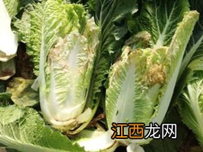 大白菜烂心打什么药，是什么原因导致的