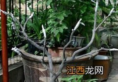 苹果树可以嫁接什么果树