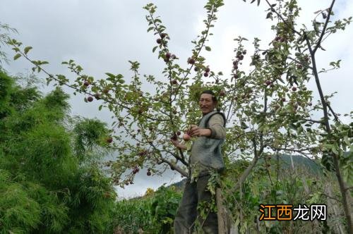 苹果树可以嫁接什么果树