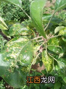 苹果树日灼病怎么防治