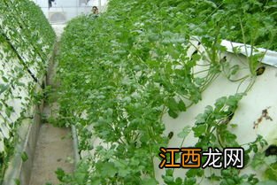 香菜重茬死苗怎么办，一般在几月播种