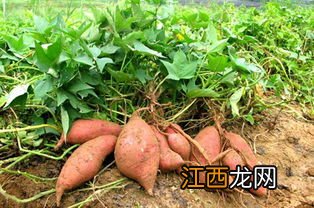 红薯栽培高产新方法