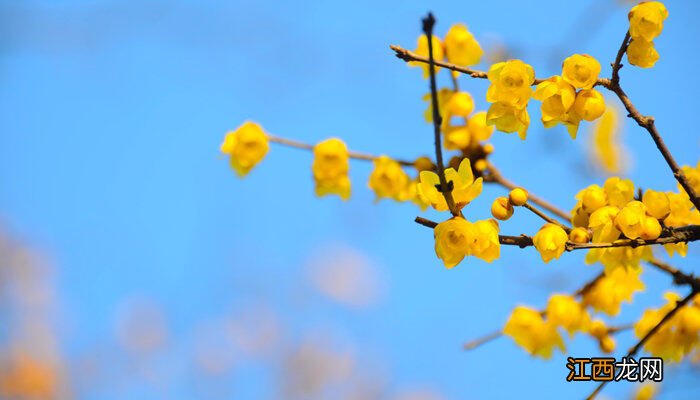 腊梅花怎么做成干花视频 腊梅花怎么做成干花