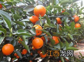 沙糖桔厚皮是什么原因