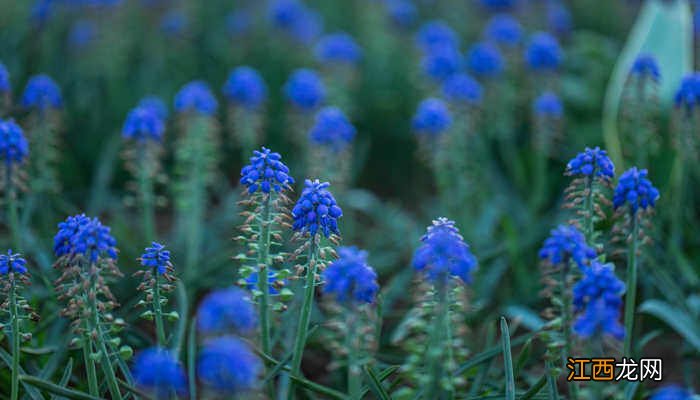 风信子花期多少天开花 风信子花期多少天