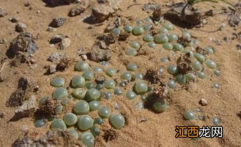 在非洲有一件奇怪的事，游客捡地上的玉石，当地人却说不能捡