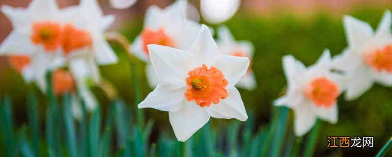 水仙光长叶子,没有花苞怎么回事