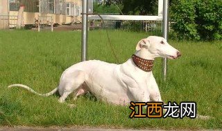 细犬与灵缇的区别是什么 细犬与灵缇的区别