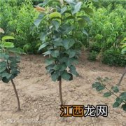 梨树每亩种植多少株