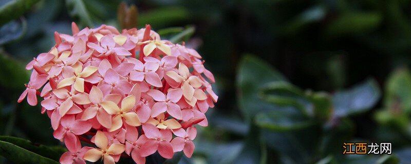 龙船花语 龙船花花语