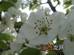 梨树开什么颜色的花