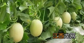 香瓜和黄瓜种植有什么区别