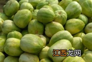 香瓜和黄瓜种植有什么区别