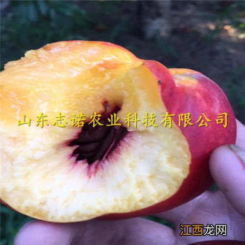 桃树需冷量是怎么计算的