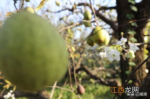 桃树冬季管理怎么管理