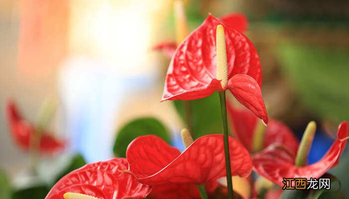 冬天养红掌的注意事项有哪些 冬天养红掌的注意事项