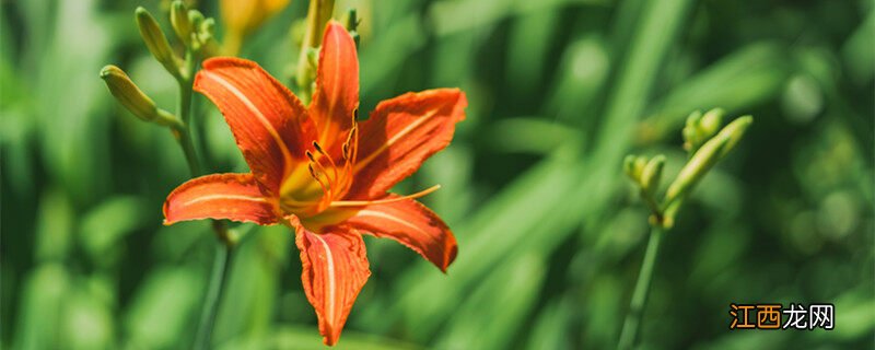 萱草为什么叫忘忧草 萱草为什么叫忘忧草