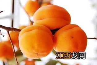 柿子为什么会发涩