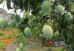 芒果什么时候开花结果