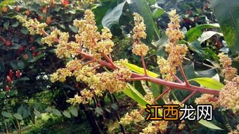 芒果从开花到成熟要多久