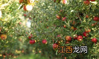 庭院适合种什么镇宅大树 庭院适合种植什么大树