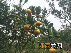 柑桔落叶的原因