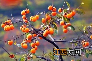 柿子种子怎么发芽