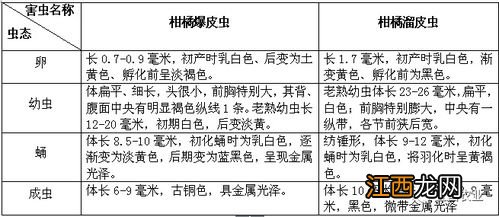 柑桔爆皮虫的防治