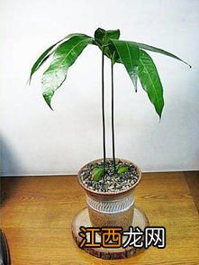 芒果盆栽种植方法