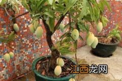 芒果盆栽种植方法