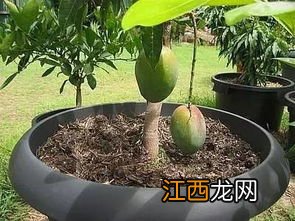 芒果盆栽种植方法