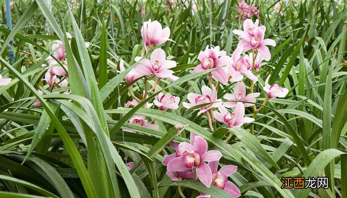 兰花花剑枯萎怎么办视频 兰花花剑枯萎怎么办