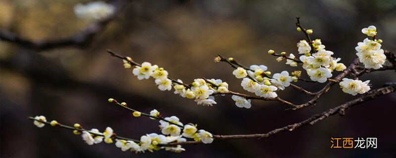 水养腊梅花期多久开花 水养腊梅花期多久