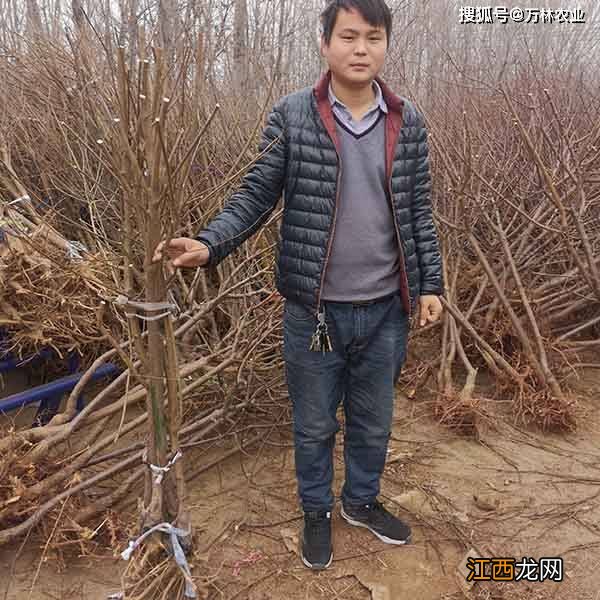 李子冬季修剪技术时间