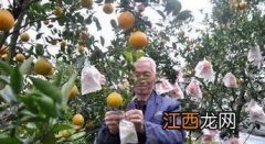 柑桔套袋前是否用上杀菌剂