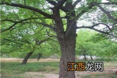 枣树秋后施什么肥