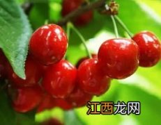 樱桃拉枝什么时间