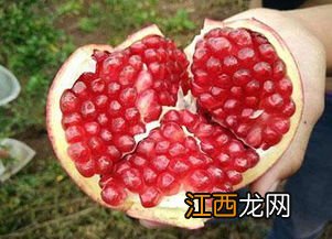 石榴软籽与硬籽区别