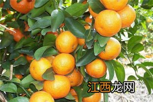 沙糖桔分公母吗