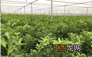 沙糖桔苗几年才结果