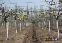 梨树棚架种植技术