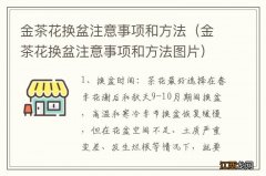 金茶花换盆注意事项和方法图片 金茶花换盆注意事项和方法