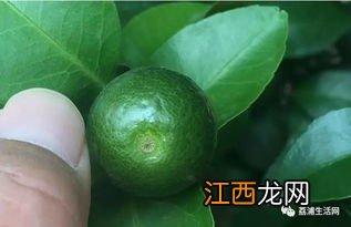 沙糖桔果子偏小要打什么药