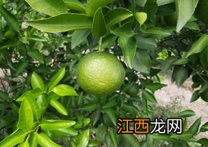 沙糖桔果子偏小要打什么药