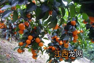 沙糖桔后期管理技术