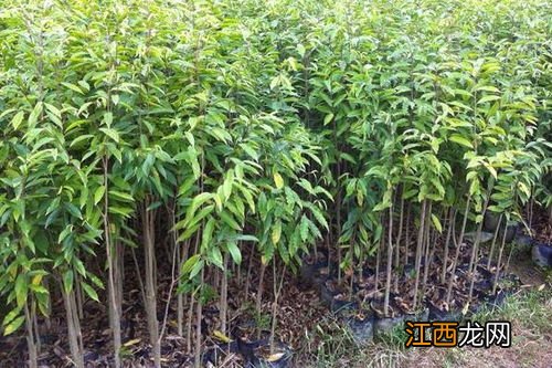 沙糖桔后期管理技术