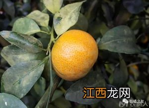 柑桔青苔什么时候可以喷药