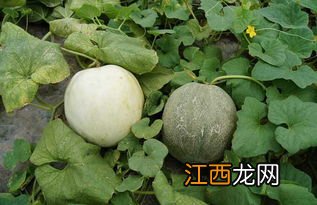 香瓜种植时间和方法